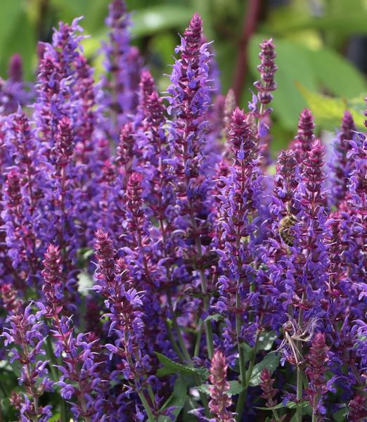 Salvia nemorosa 'Ostfriesland'